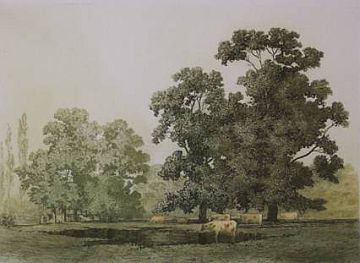 Print: "Oaks, Near Windsor" by George Elbert Burr