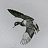 Print: "Safe Return" by Richard E. Bishop
