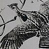 Print: "Grouse" by Churchill Ettinger